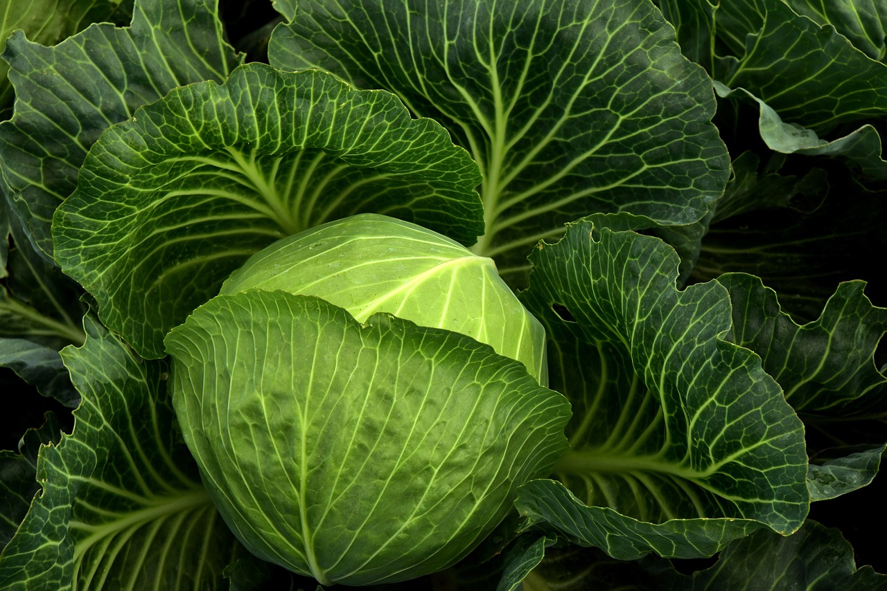 Fresh cabbage