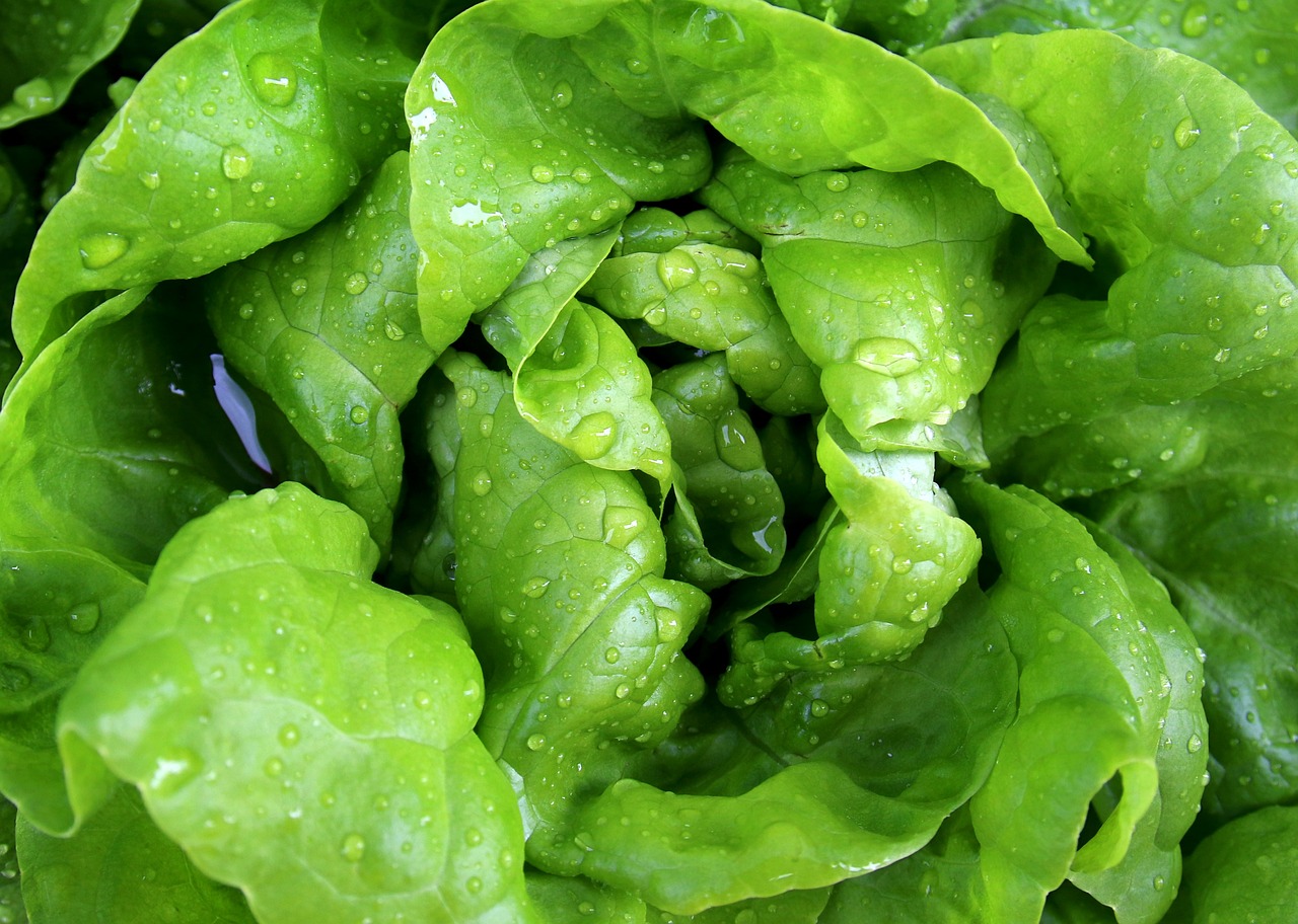 Fresh lettuce